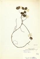 藏品(菽草)的圖片